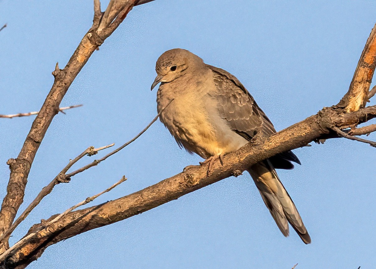 Mourning Dove - ML642871447