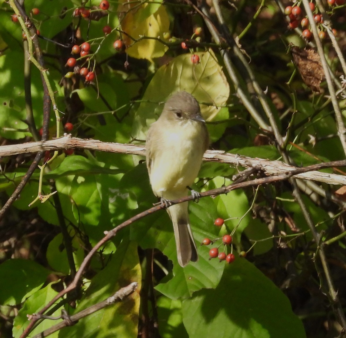Eastern Phoebe - ML642871448
