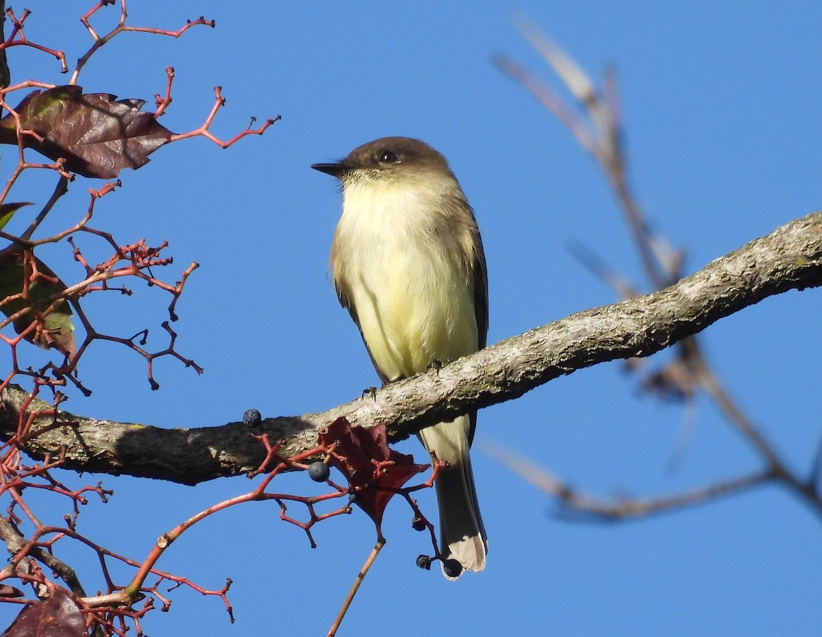Eastern Phoebe - ML642871449