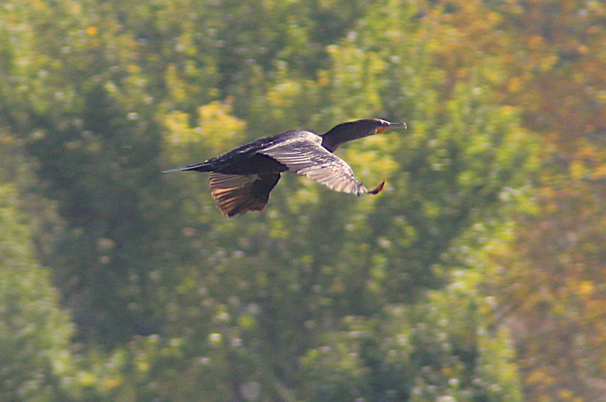 Double-crested Cormorant - ML642871450