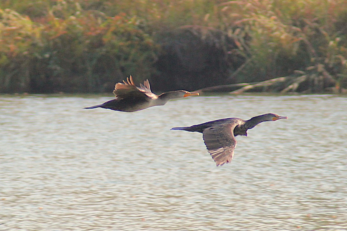 Double-crested Cormorant - ML642871451