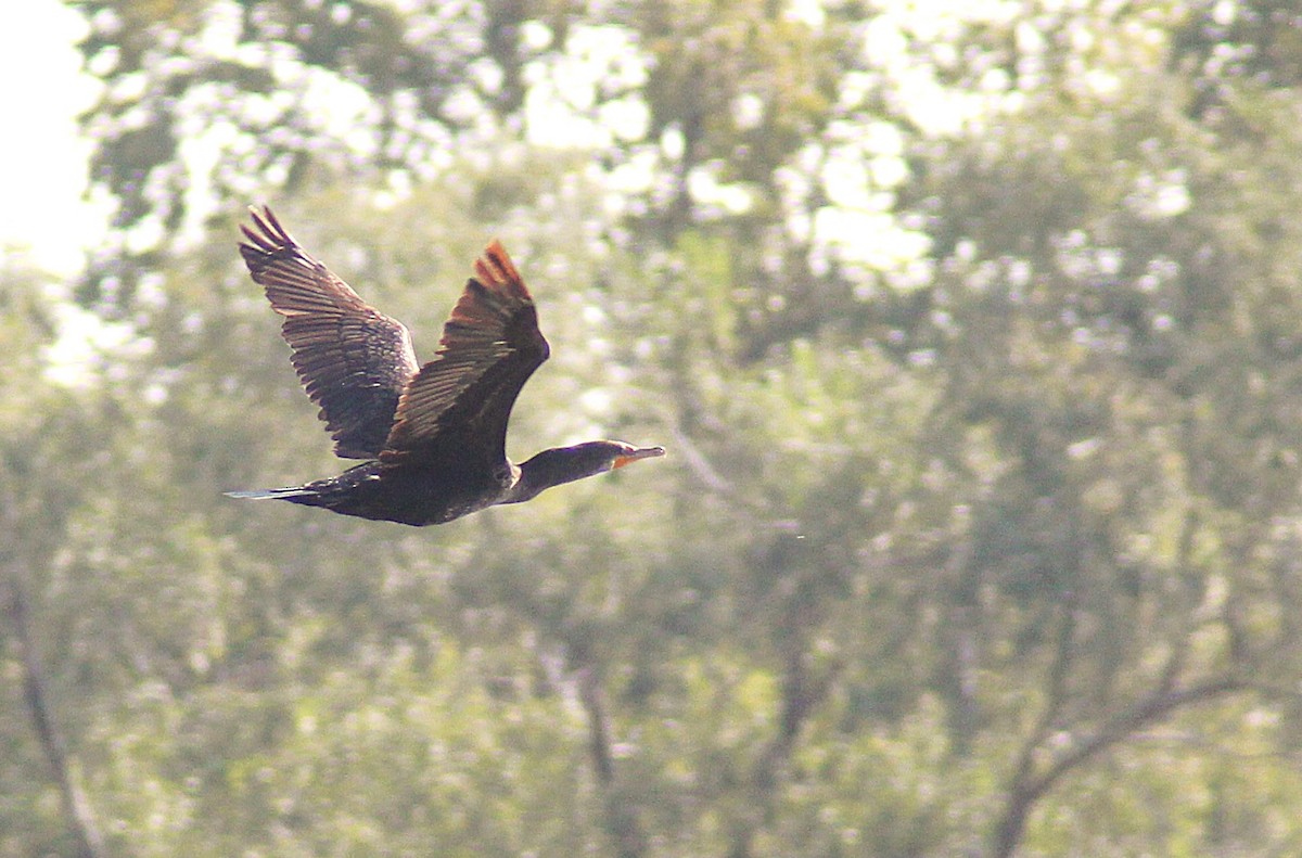 Double-crested Cormorant - ML642871452