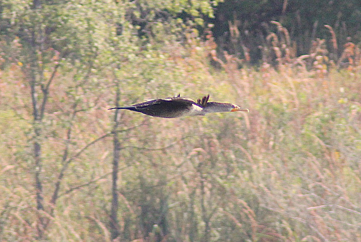 Double-crested Cormorant - ML642871453