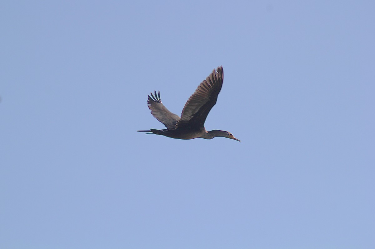 Double-crested Cormorant - ML642871454