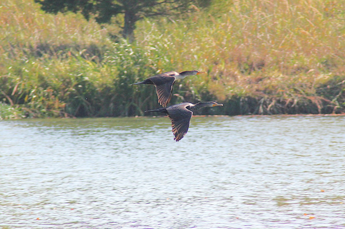 Double-crested Cormorant - ML642871455