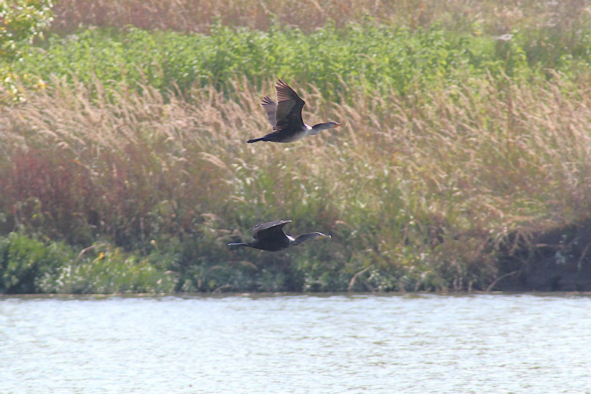 Double-crested Cormorant - ML642871456