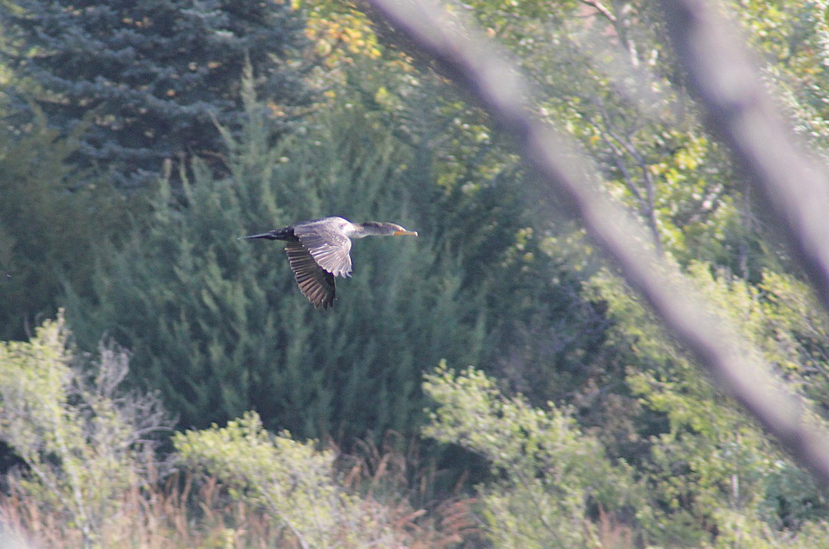 Double-crested Cormorant - ML642871457