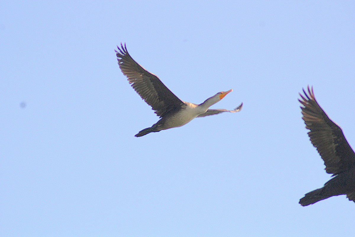 Double-crested Cormorant - ML642871461