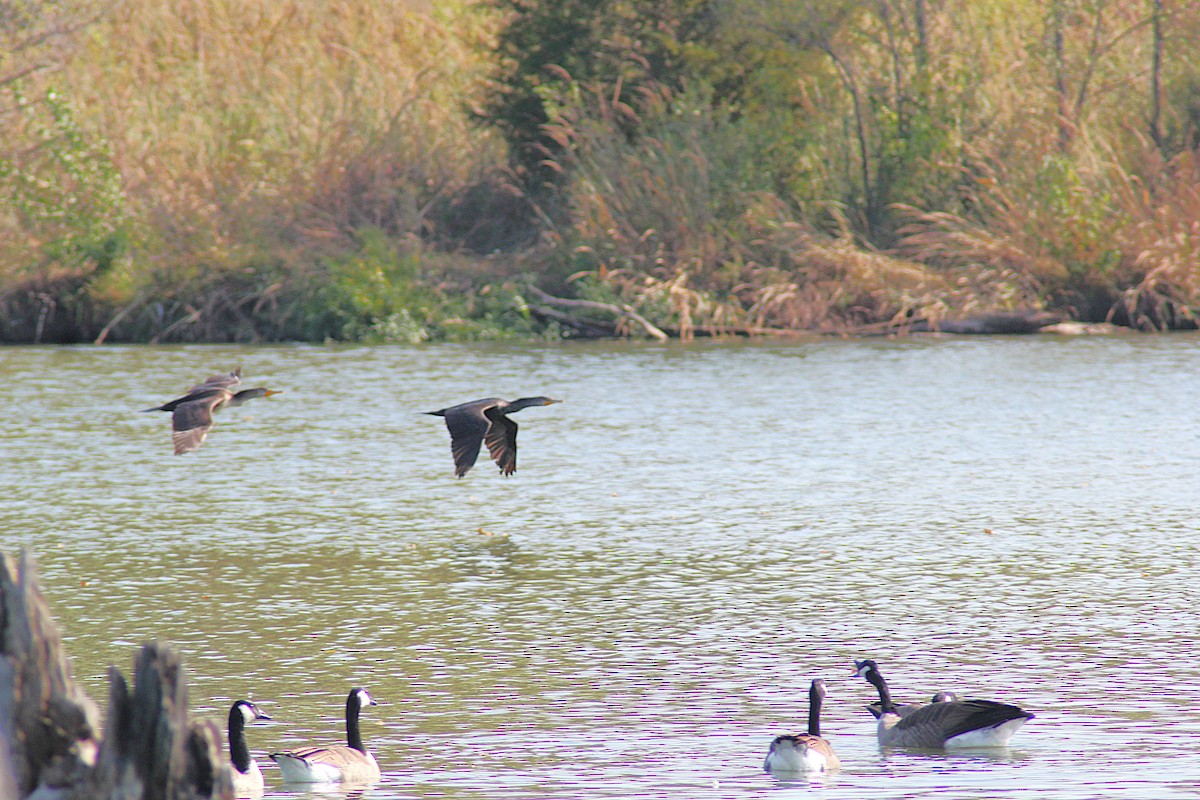 Double-crested Cormorant - ML642871462