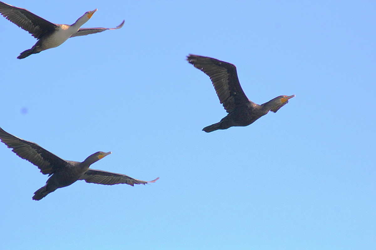 Double-crested Cormorant - ML642871463
