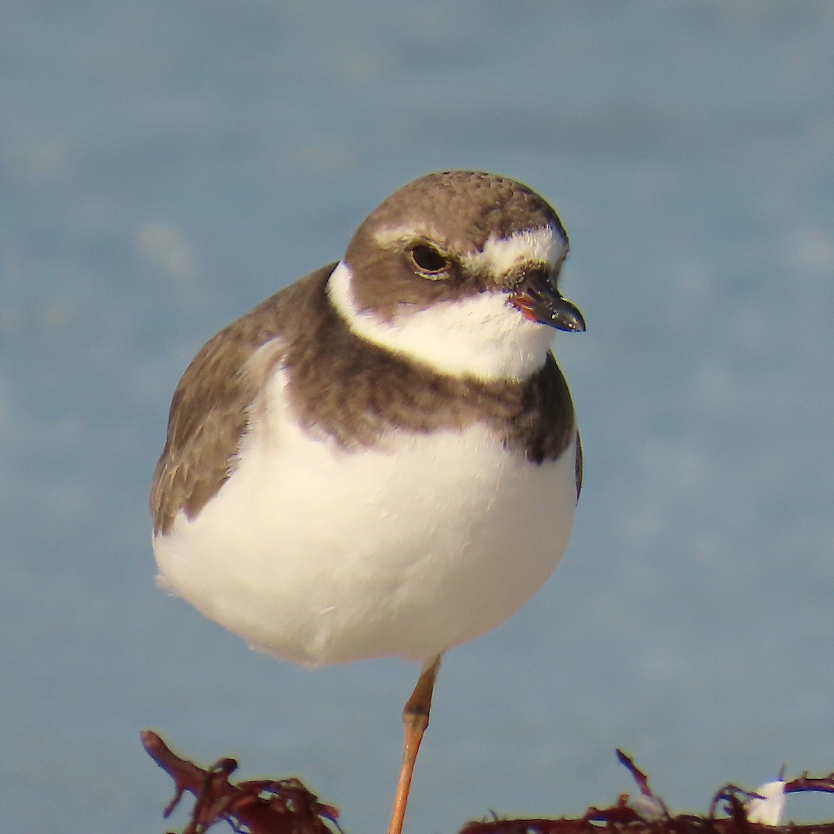 Semipalmated Plover - ML642871464