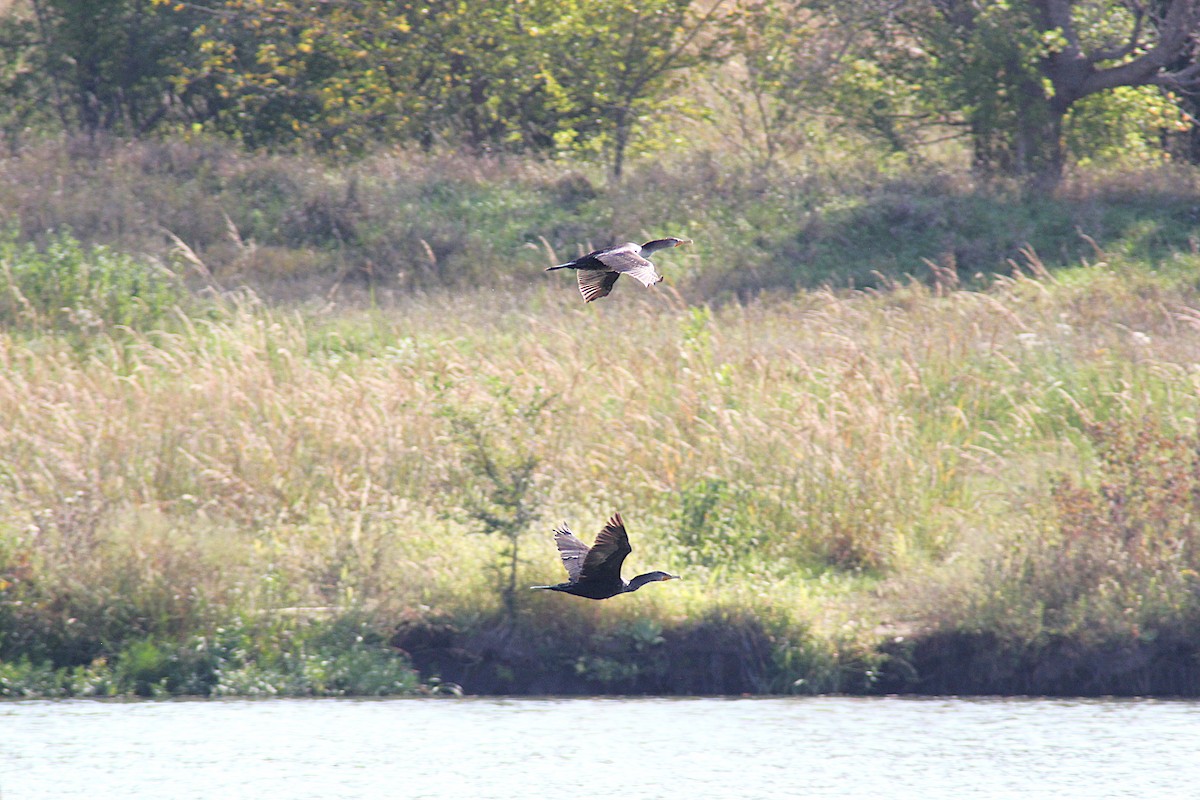 Double-crested Cormorant - ML642871465
