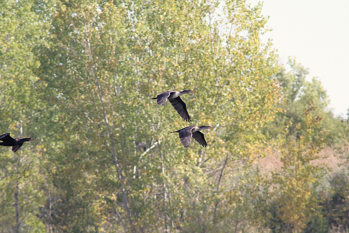 Double-crested Cormorant - ML642871466