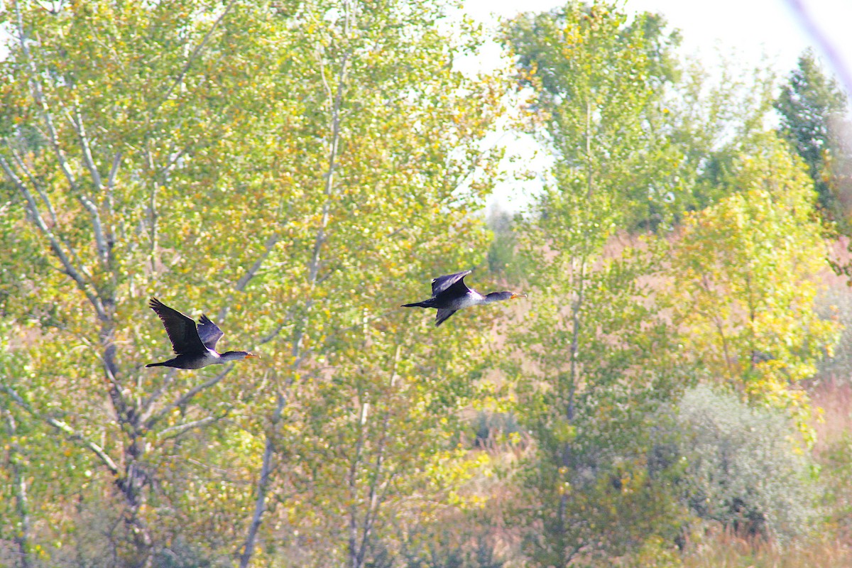 Double-crested Cormorant - ML642871467