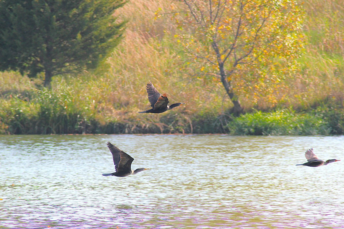 Double-crested Cormorant - ML642871468