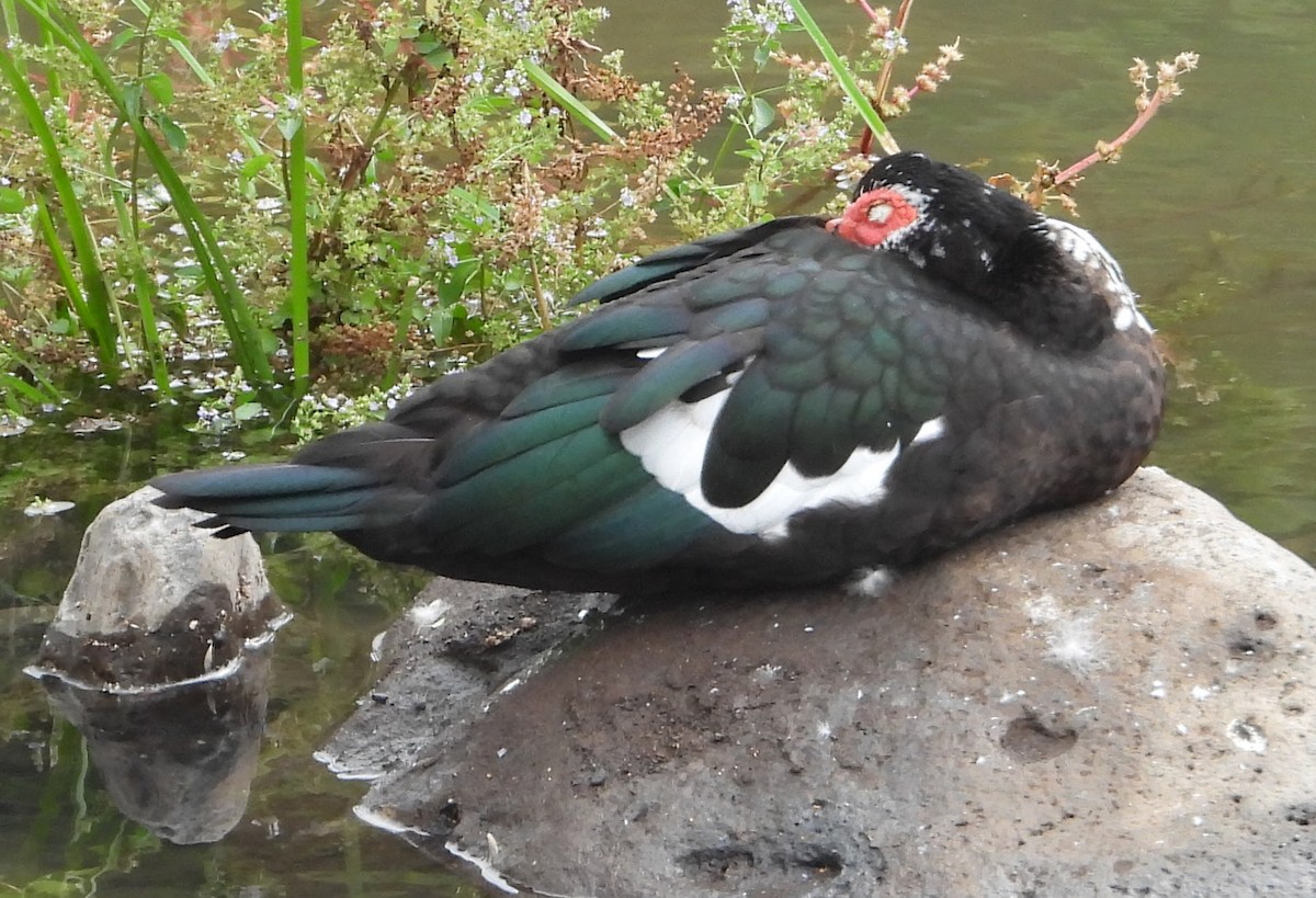 Muscovy Duck (Domestic type) - ML642871469