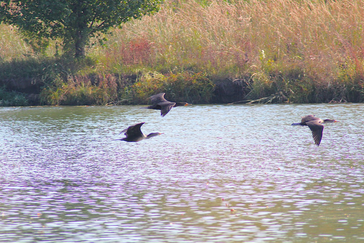 Double-crested Cormorant - ML642871470