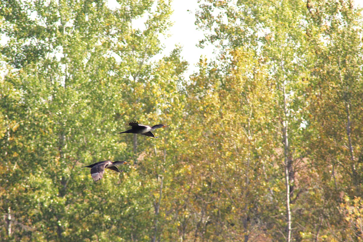 Double-crested Cormorant - ML642871472