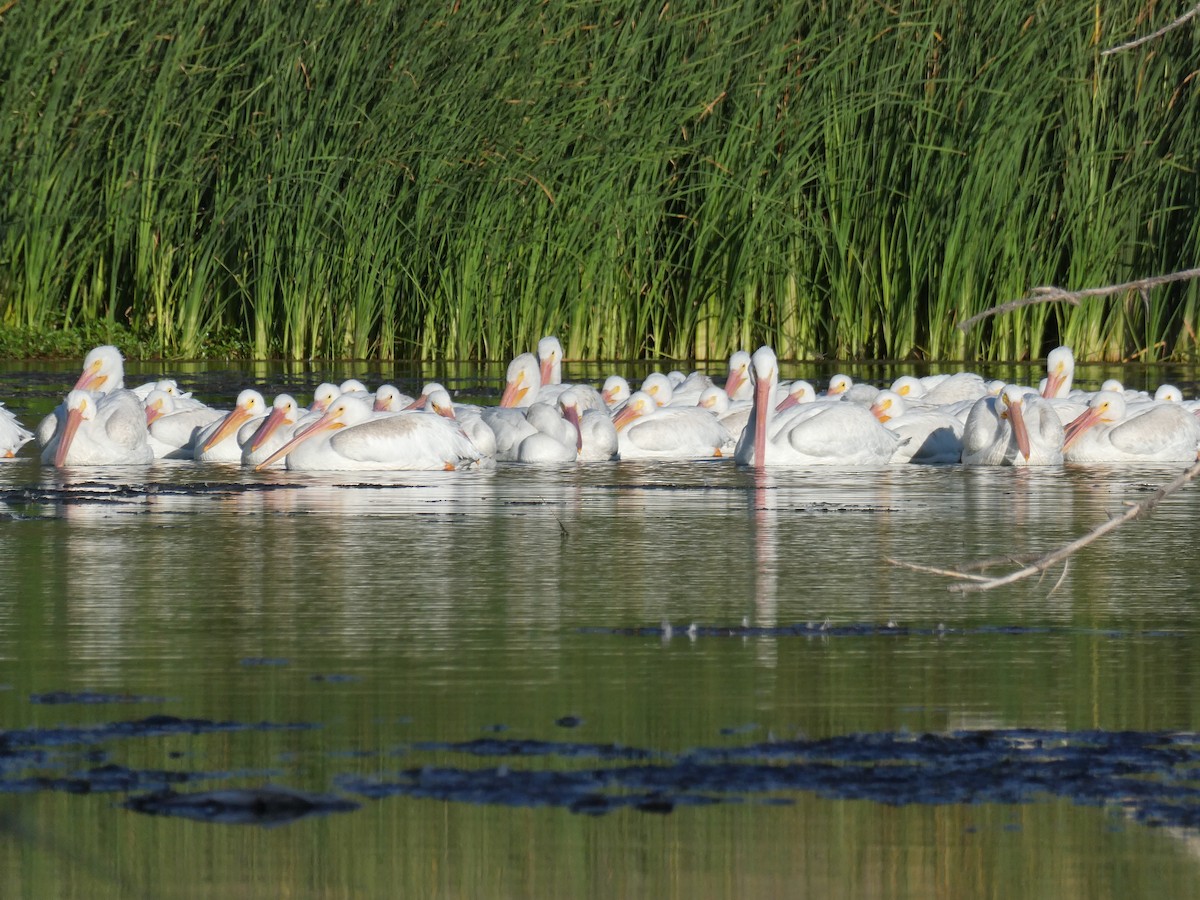 American White Pelican - ML642871473