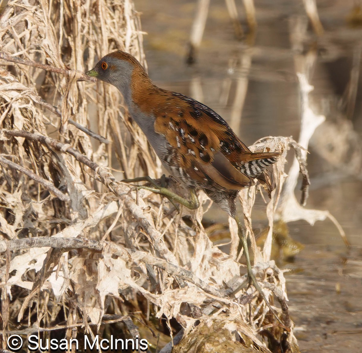 Baillon's Crake - ML642871474