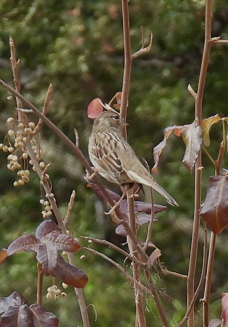 Golden-crowned Sparrow - ML642871476