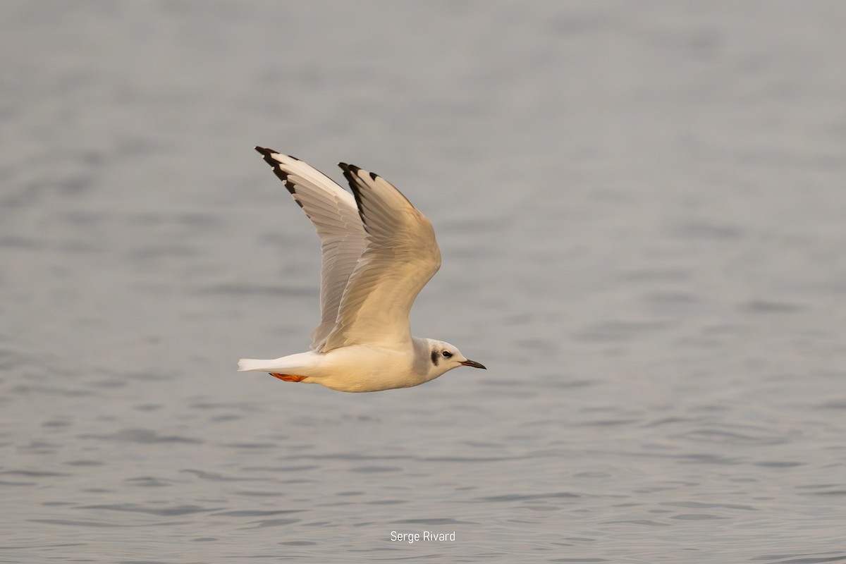 Bonaparte's Gull - ML642871480