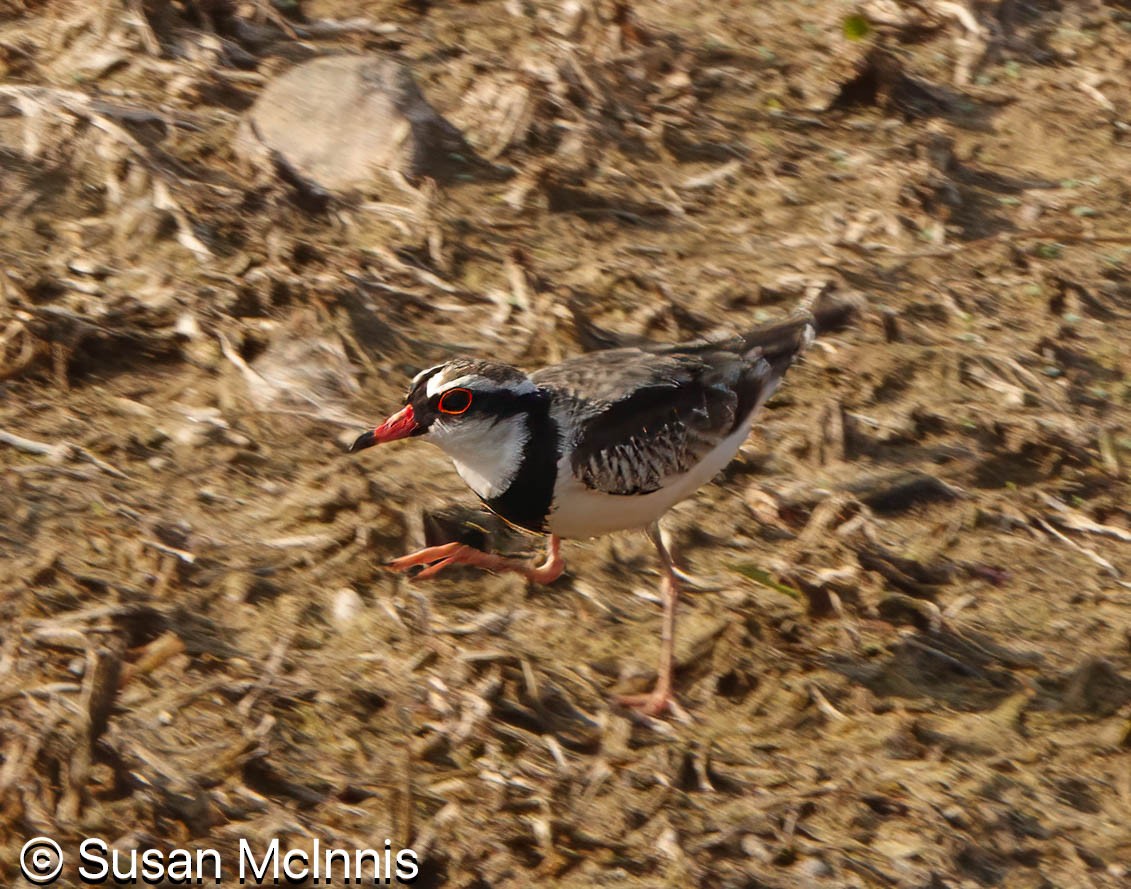 Black-fronted Dotterel - ML642871481