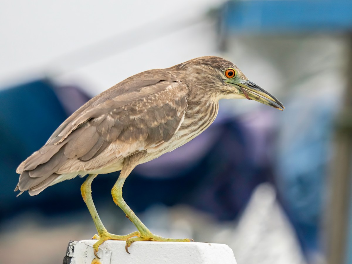 Black-crowned Night Heron - ML642871486