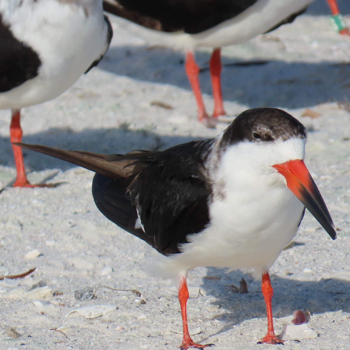 Black Skimmer - ML642871489