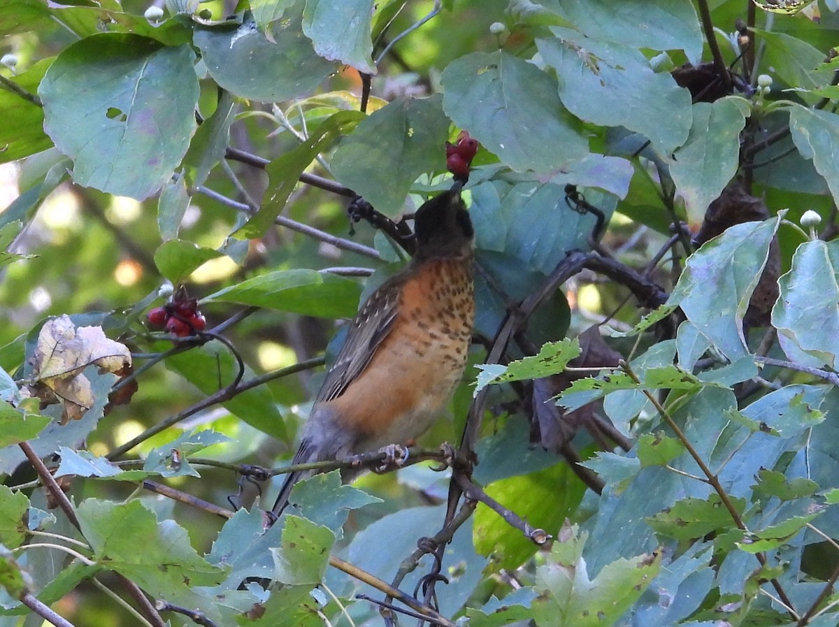 American Robin - ML642871492