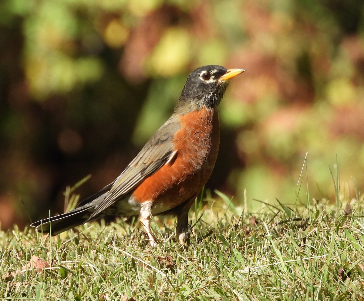 American Robin - ML642871493