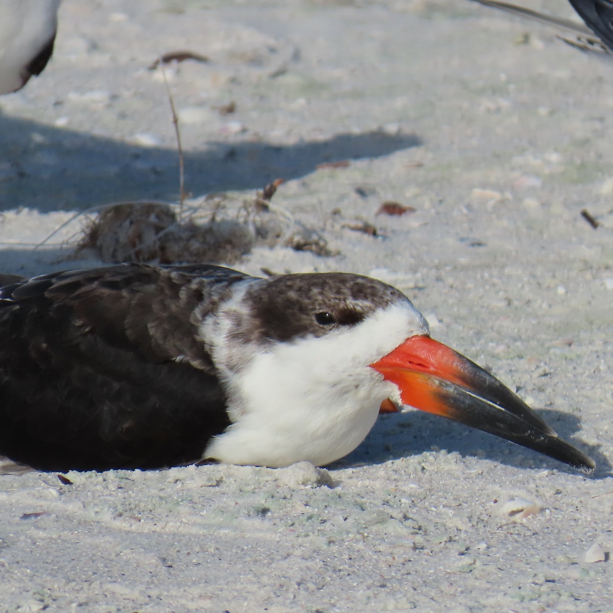 Black Skimmer - ML642871500