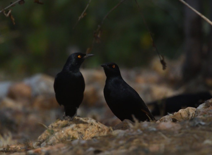 Pale-winged Starling - ML642871503