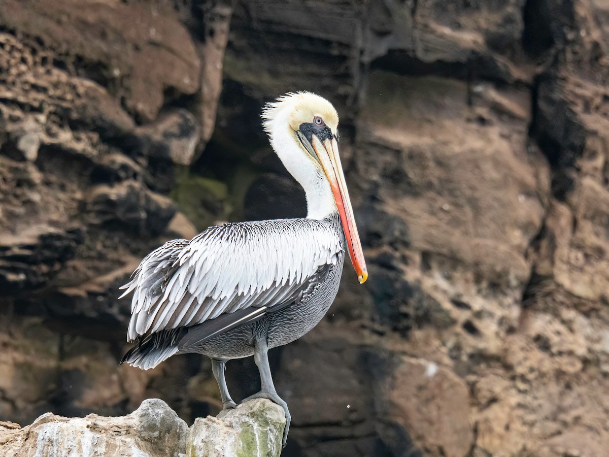 Peruvian Pelican - ML642871504