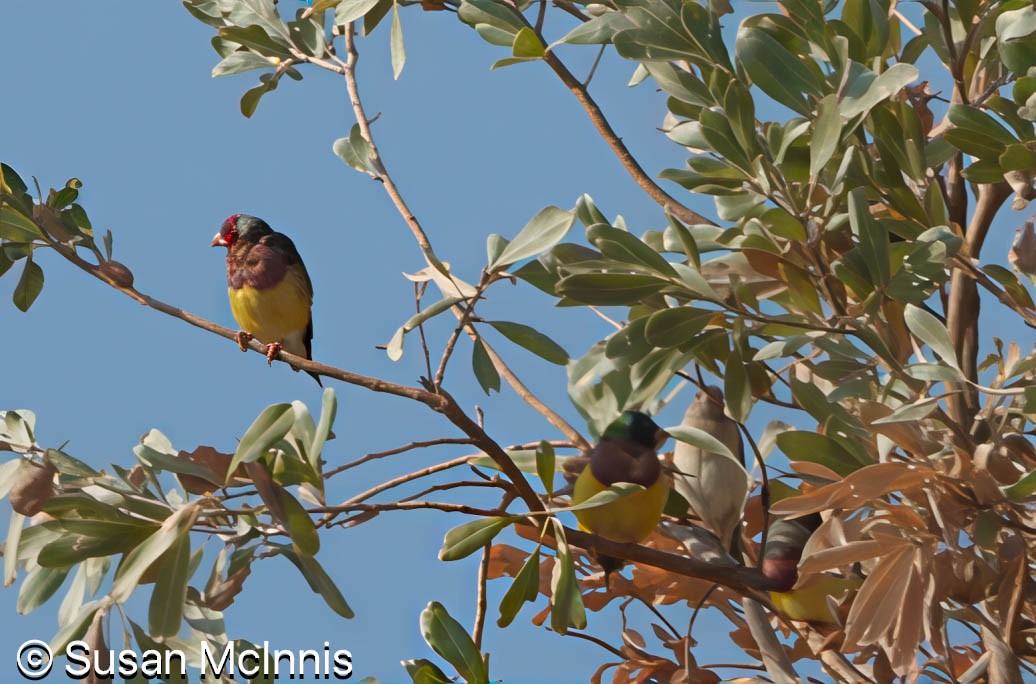 Gouldian Finch - ML642871510