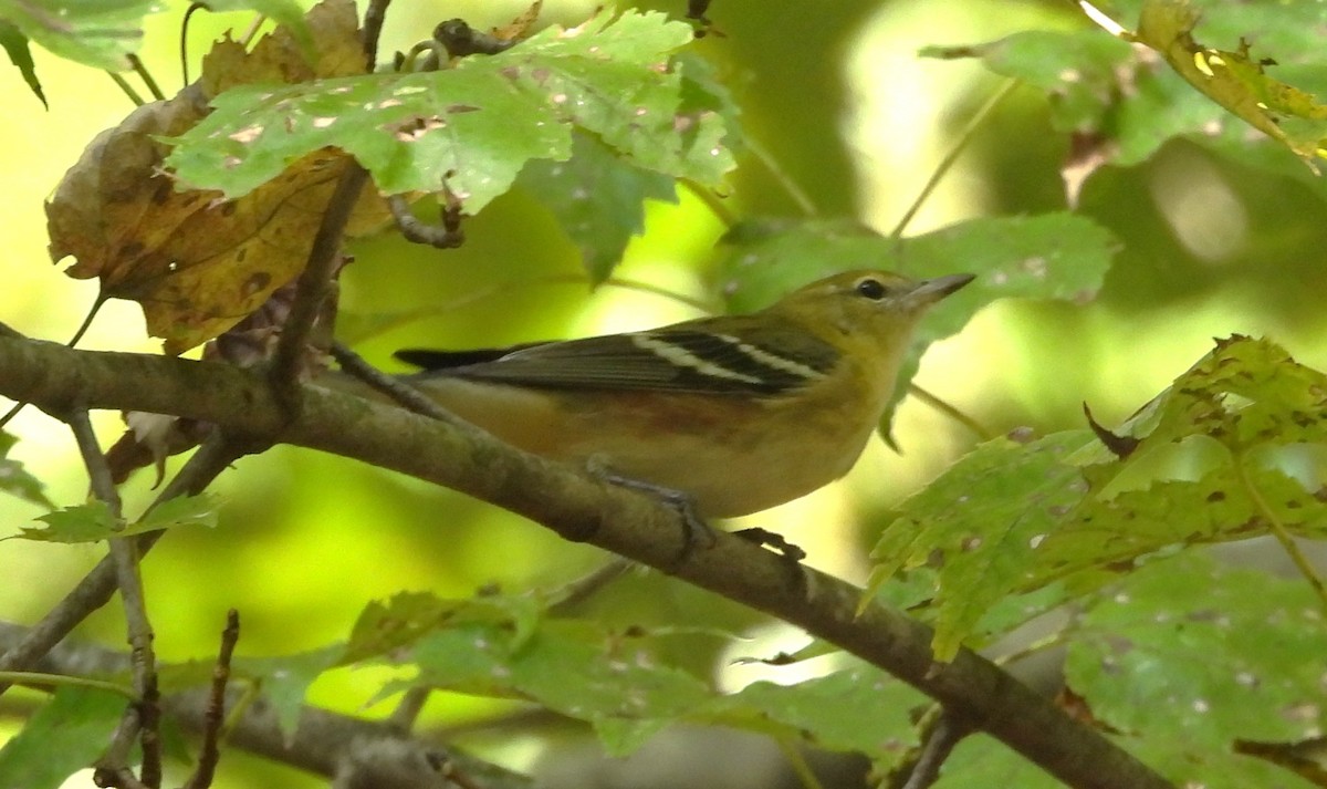 Bay-breasted Warbler - ML642871521