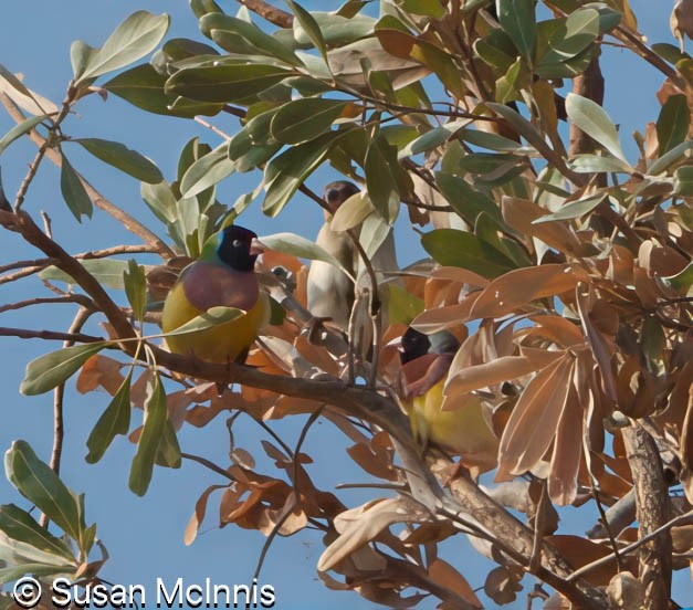 Gouldian Finch - ML642871522