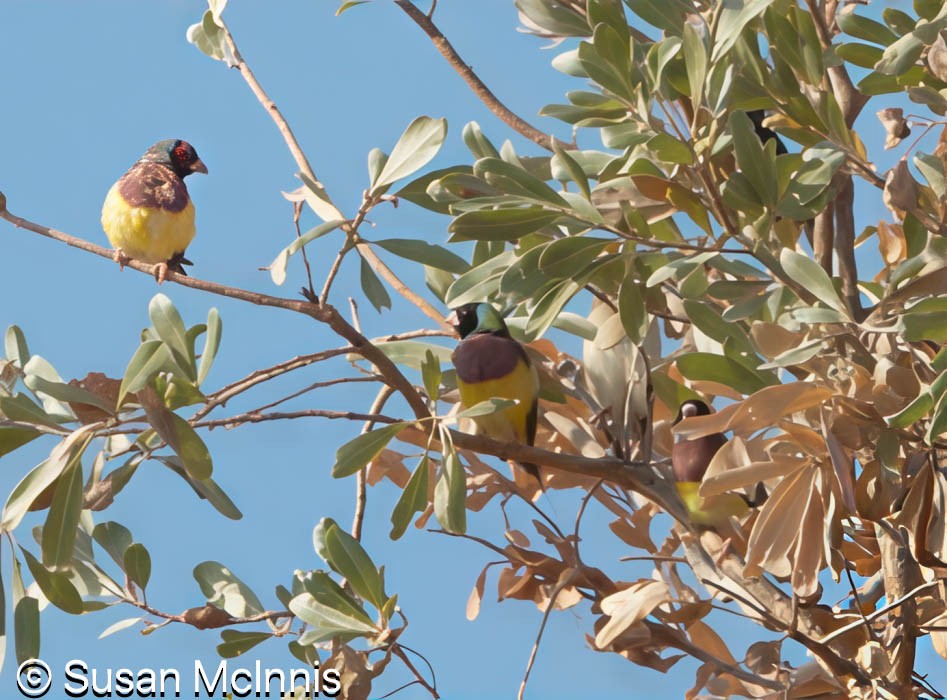 Gouldian Finch - ML642871529