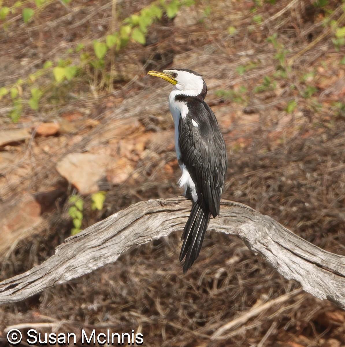 シロハラコビトウ - ML642871546