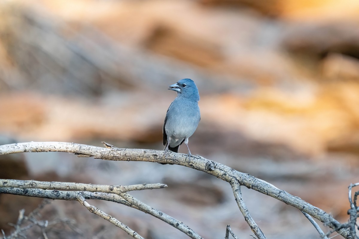 Tenerife Blue Chaffinch - ML642871555
