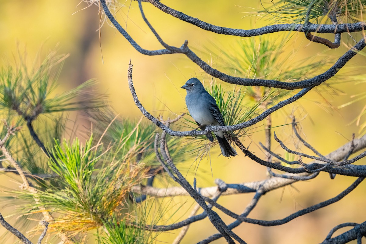 Tenerife Blue Chaffinch - ML642871557