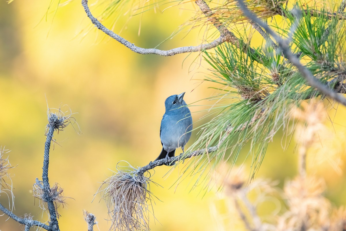 Tenerife Blue Chaffinch - ML642871558