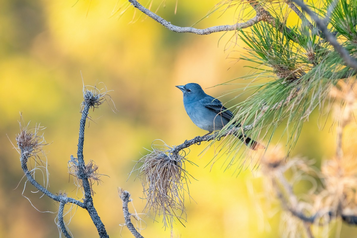 Tenerife Blue Chaffinch - ML642871560