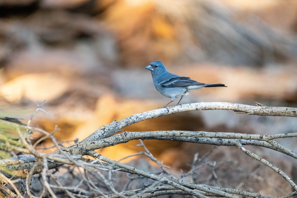 Tenerife Blue Chaffinch - ML642871561