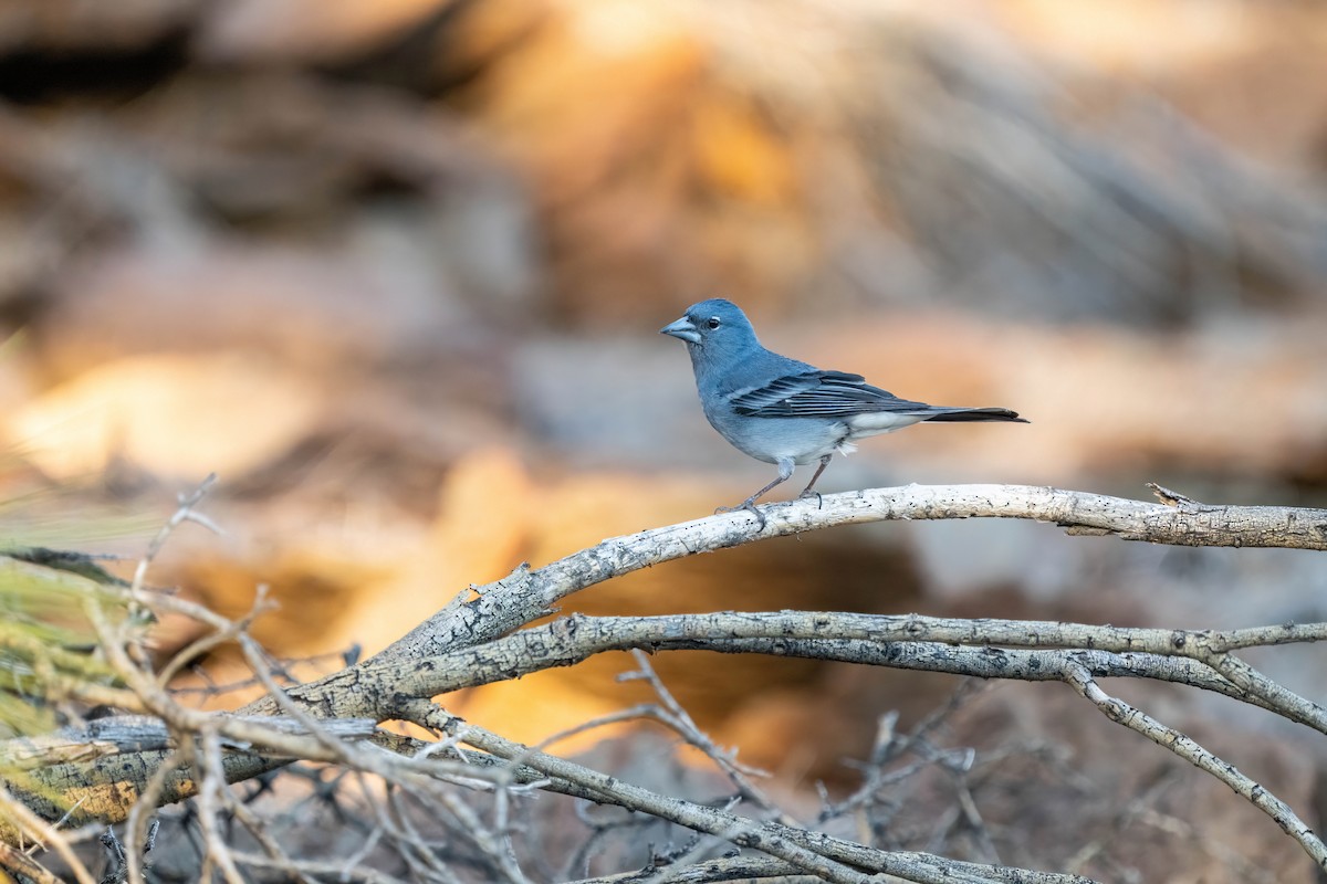Tenerife Blue Chaffinch - ML642871562