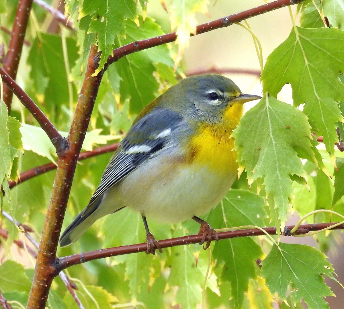 Northern Parula - ML642871570