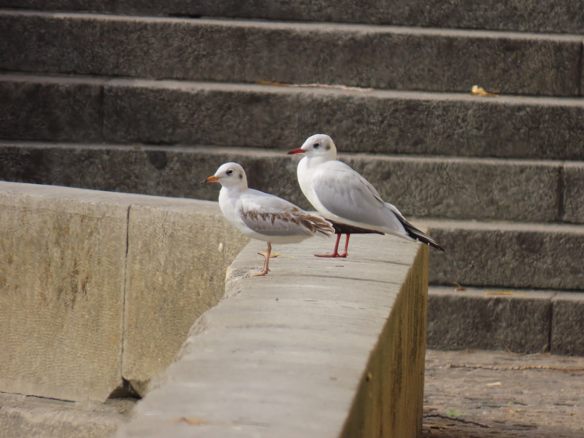 ユリカモメ - ML642871574