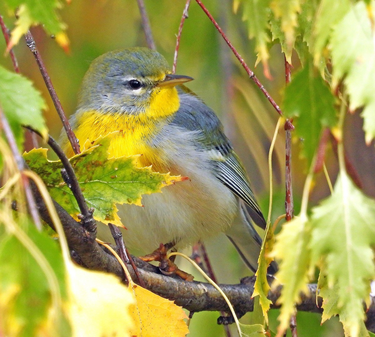 Northern Parula - ML642871580
