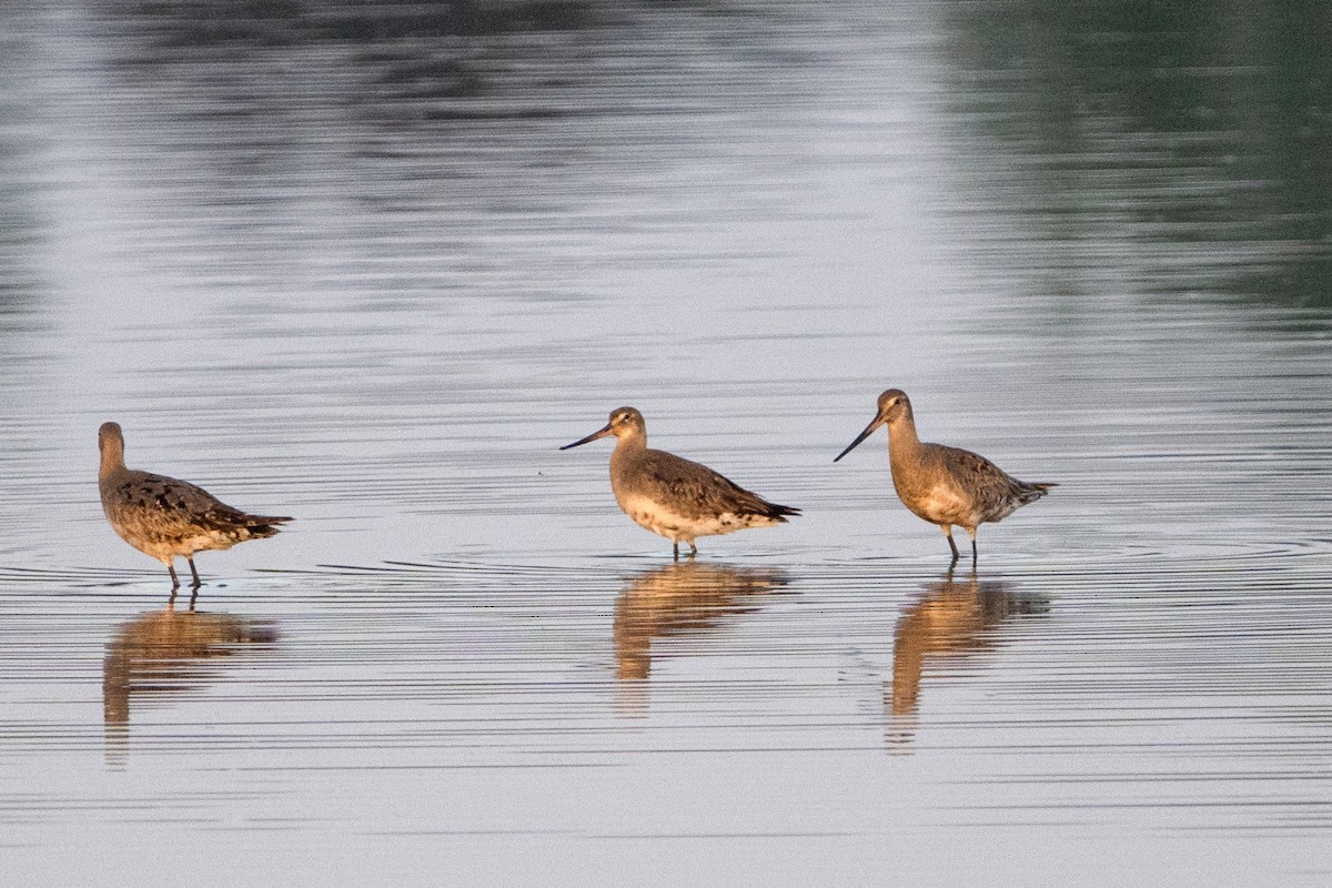 Hudsonian Godwit - ML642871581