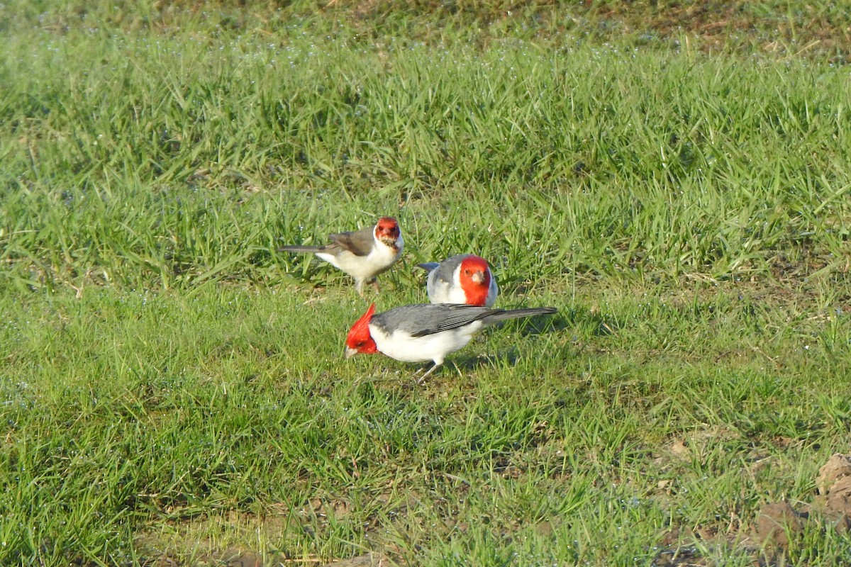 Yellow-billed Cardinal - ML642871589